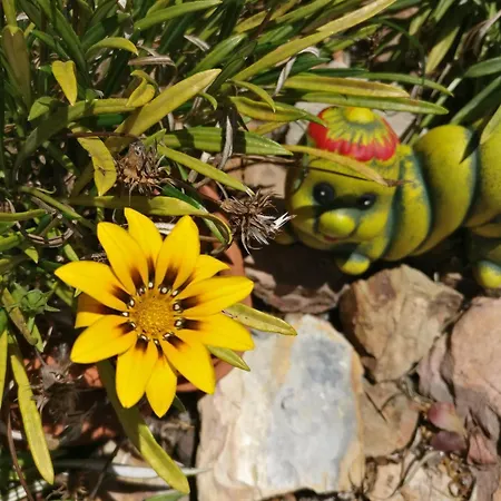 Quinta Reuffurth * אלג'זור