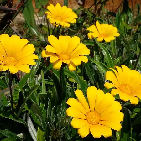 Quinta Reuffurth 公寓 阿尔热祖尔